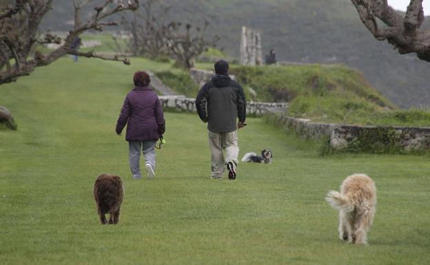 Alerta en Llanes por una epidemia de parvovirus que afecta a los perros