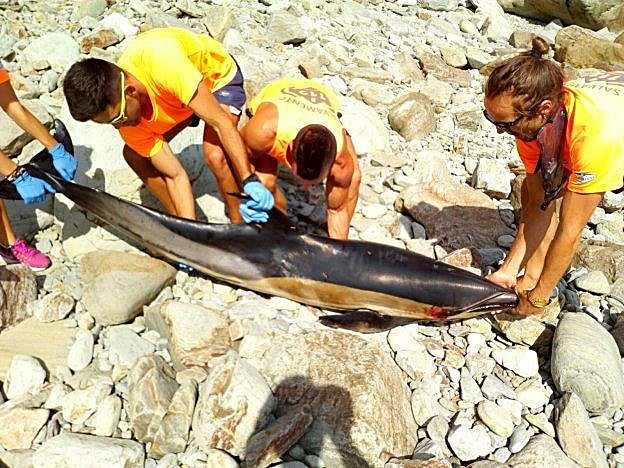 Personal de Salvamento intenta socorrer al delfín que llegó a la playa de la Concha de Artedo. 