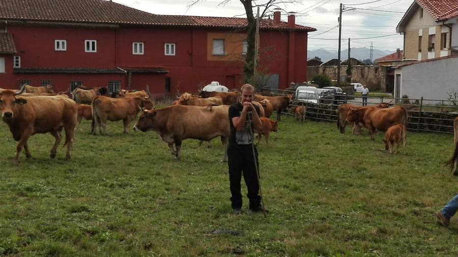 Feria agrícola de La Espina, en Salas