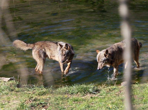 Dos lobos en un río de Belmonte de Miranda. 