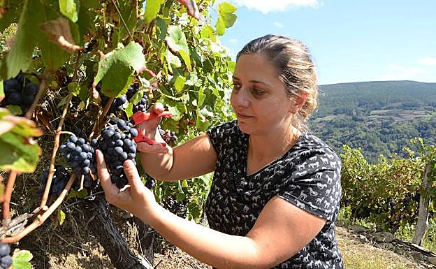 Beatriz Pérez, de Siete Vidas, recoge en uno de los viñedos de Ibias que proveen su bodega.