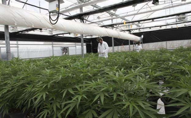 Campo de cultivo de cannbis medicinal en Israel.