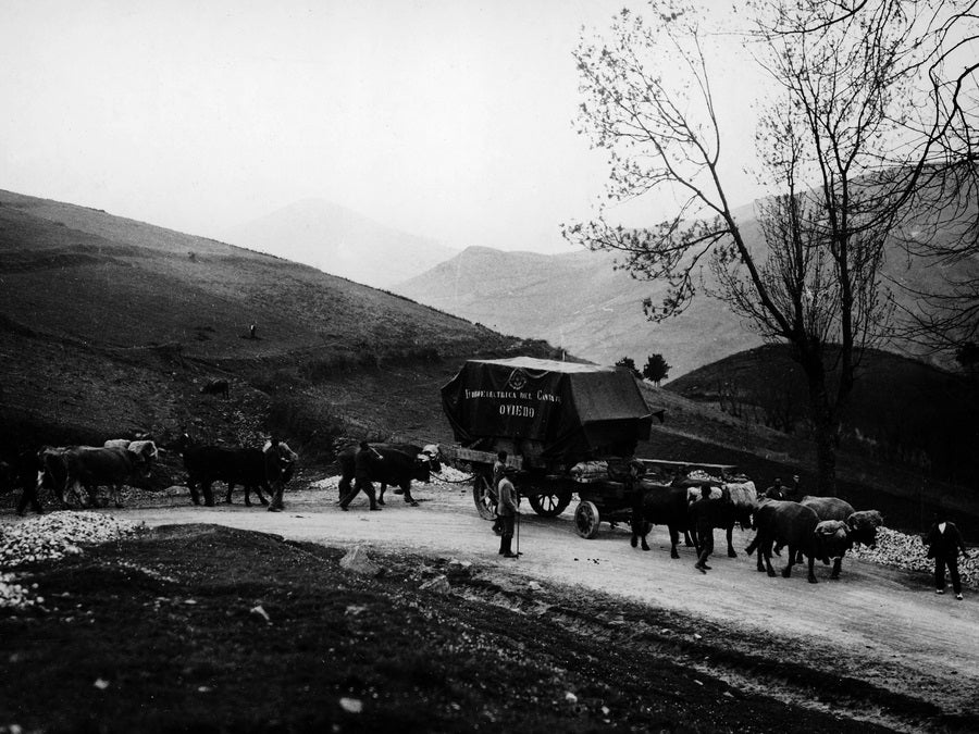 Transporte con bueyes de un transformador para la central. 