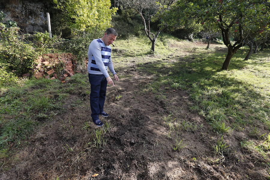 Javier Paniagua muestra los destrozos causados por los suidos en su finca de Cabueñes.
