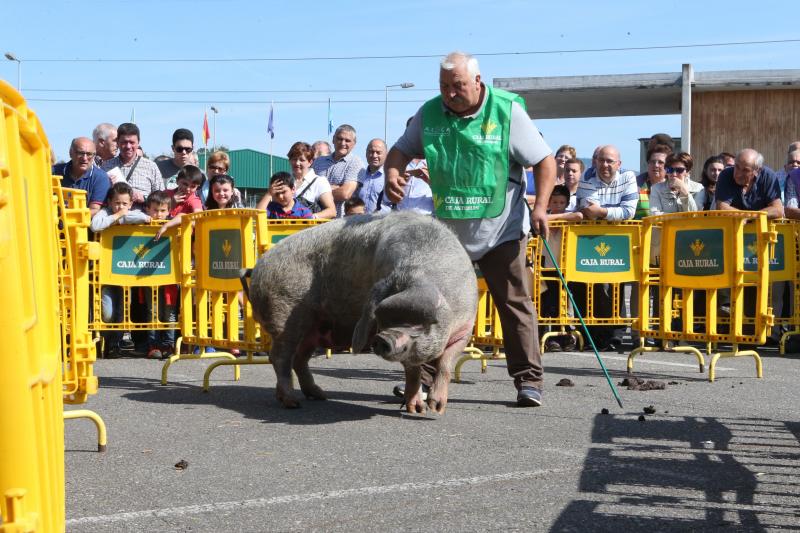 Campeonato de Gochu Asturcelta y una exhibición canina, principales atracciones de la jornada de Agrosiero de este domingo.