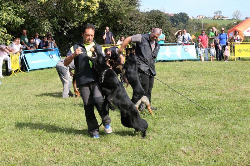 Campeonato de Gochu Asturcelta y una exhibición canina, principales atracciones de la jornada de Agrosiero de este domingo.