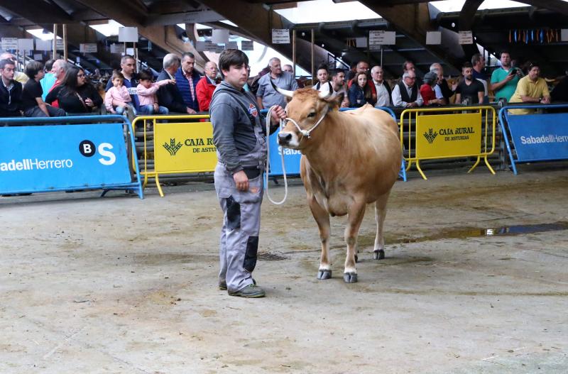 Campeonato de Gochu Asturcelta y una exhibición canina, principales atracciones de la jornada de Agrosiero de este domingo.