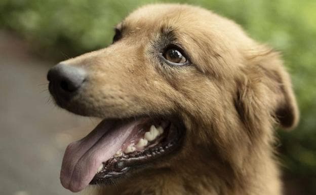 Kit, el perro ciego que cuida un rebaño de ovejas a diario