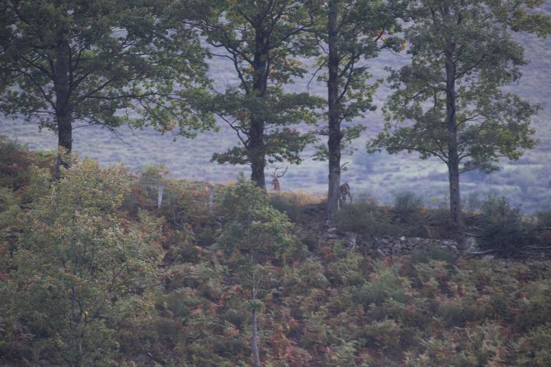 La berrea regresa a los montes asturianos