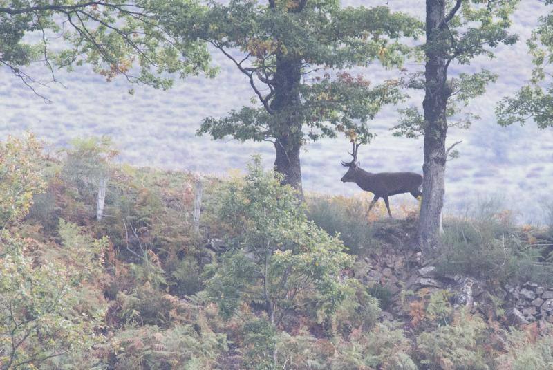 La berrea regresa a los montes asturianos
