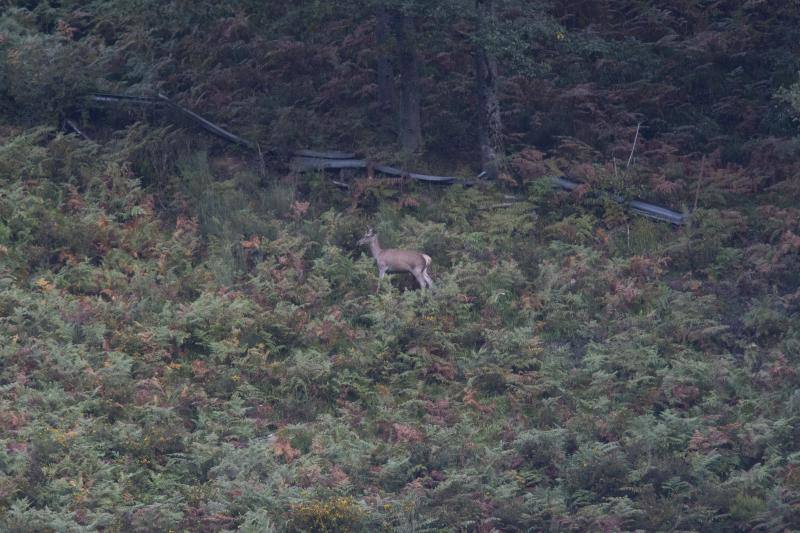 La berrea regresa a los montes asturianos