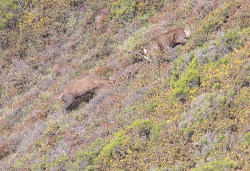 La berrea regresa a los montes asturianos