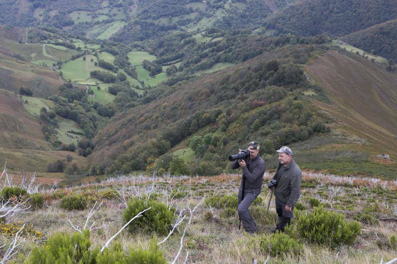 La berrea regresa a los montes asturianos