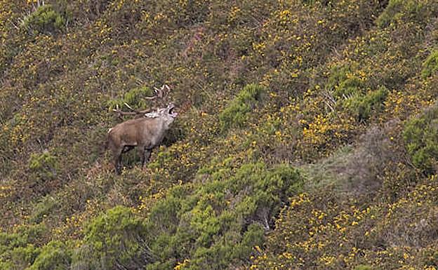 El rito nupcial de la seronda asturiana