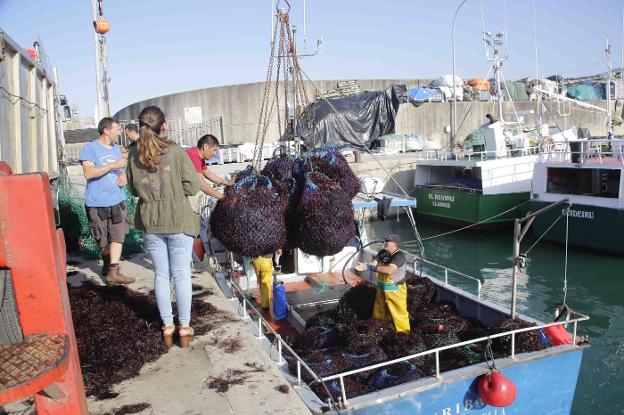 Un barco descarga ocle en el puerto pesquero de Llanes. 