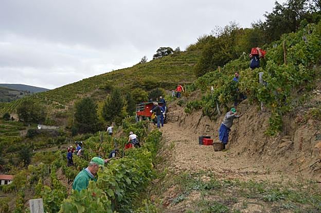 Los voluntarios se afanan en la recogida de uva en las viñas de Antón Álvarez, 'El Chicote'. 