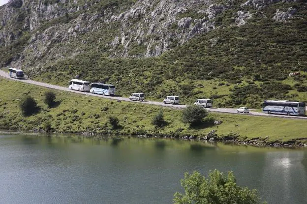 Autobuses y taxis del Plan de Transporte circulan junto al lago Enol este verano. 
