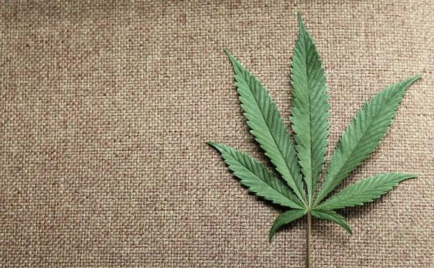 Afrontan cárcel por plantar marihuana en una huerta de Ujo