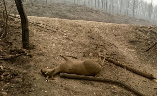 Las espectaculares imágenes de los incendios