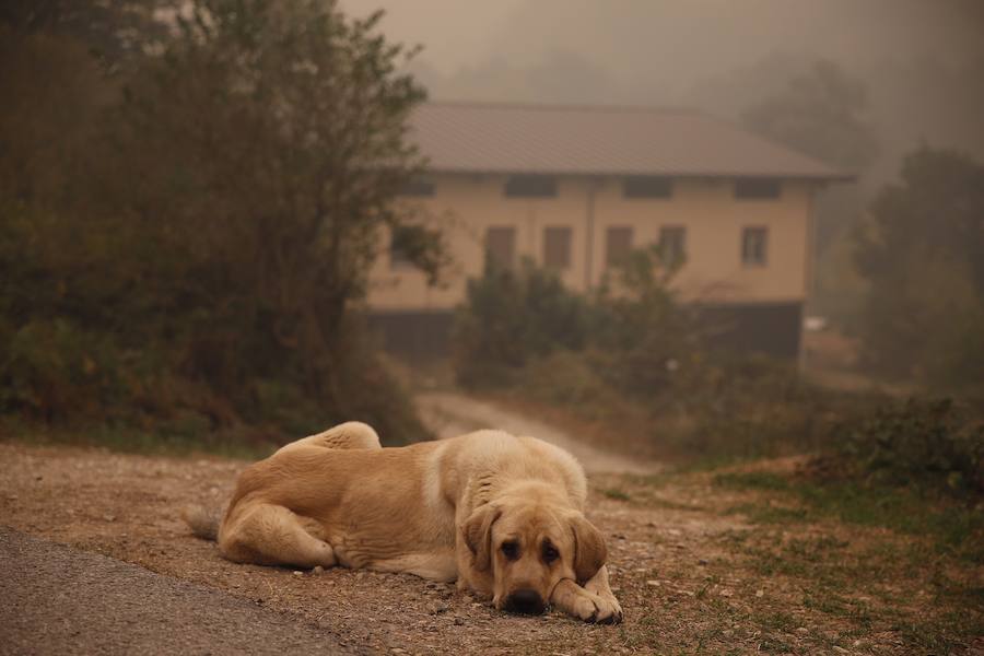 La desoladora imagen que deja el fuego en Asturias