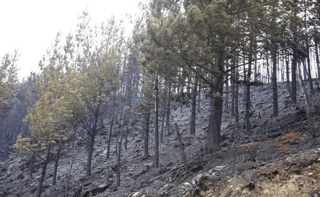 Uno de los bosques arrasados por las llamas en San Salvador del Valledor.