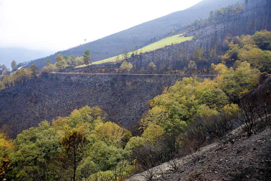 Desolación tras el paso del fuego