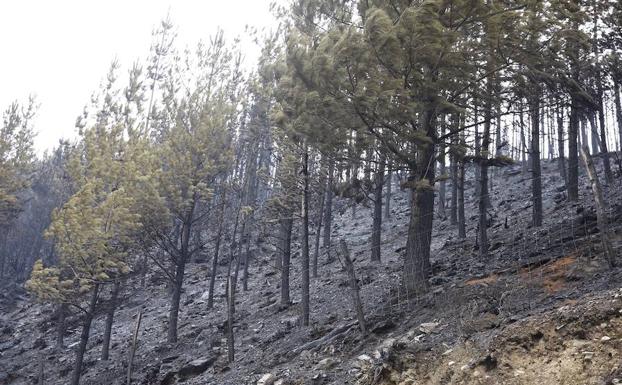 Imagen. Desolación tras el paso del fuego.