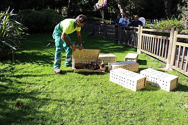 Los operarios, el viernes, durante la suelta de los patos. 