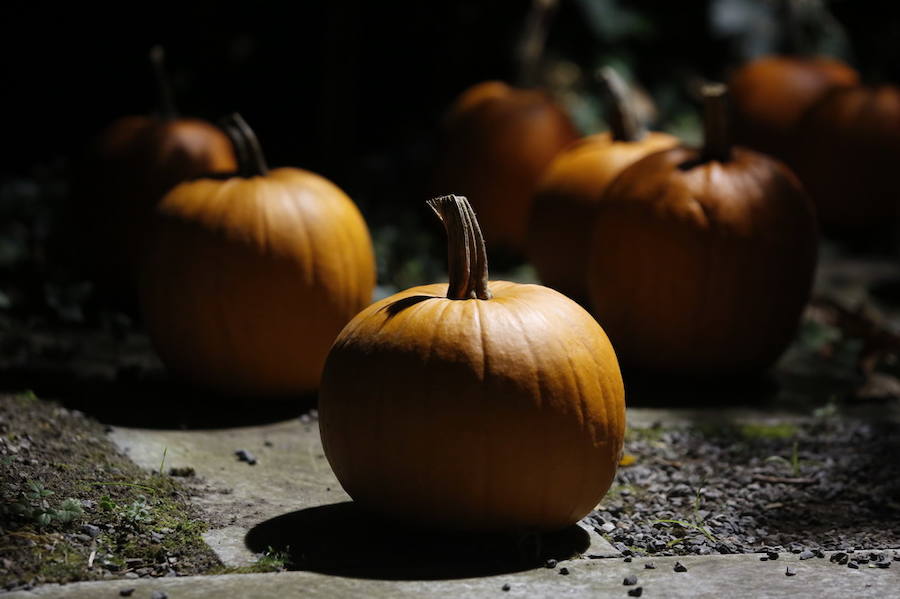 Noche de terror en el Halloween del Botánico