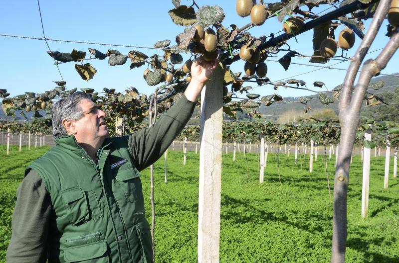 Comienza la recogida del kiwi asturiano