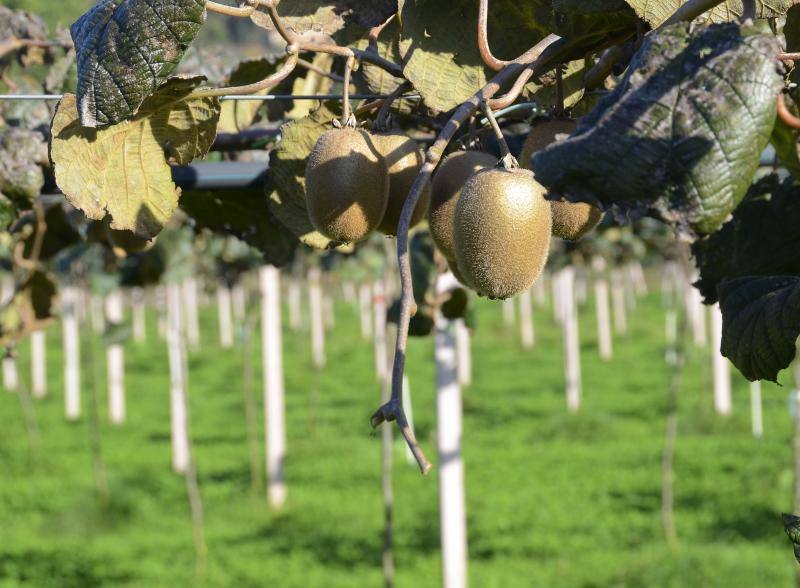 Comienza la recogida del kiwi asturiano