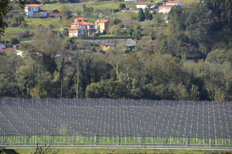 Comienza la recogida del kiwi asturiano