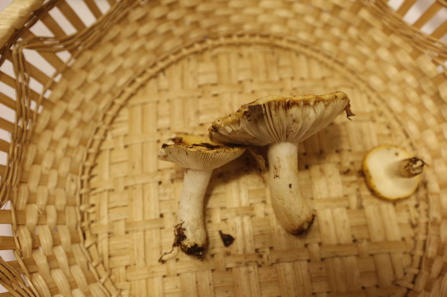 Es tiempo de setas en Asturias