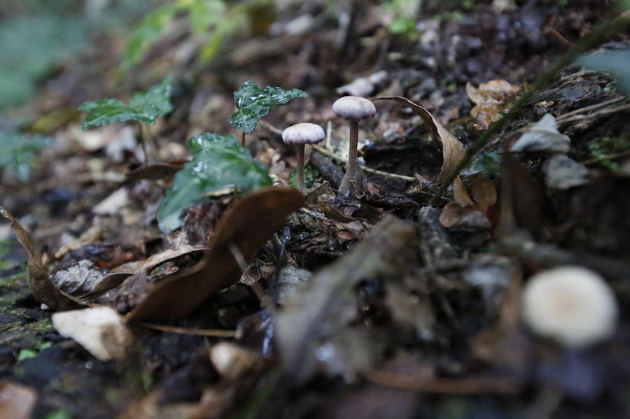 Es tiempo de setas en Asturias