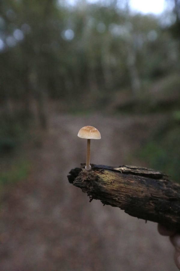 Es tiempo de setas en Asturias