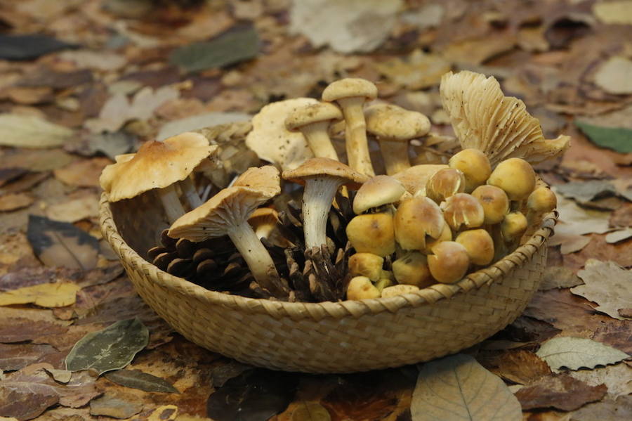 Es tiempo de setas en Asturias