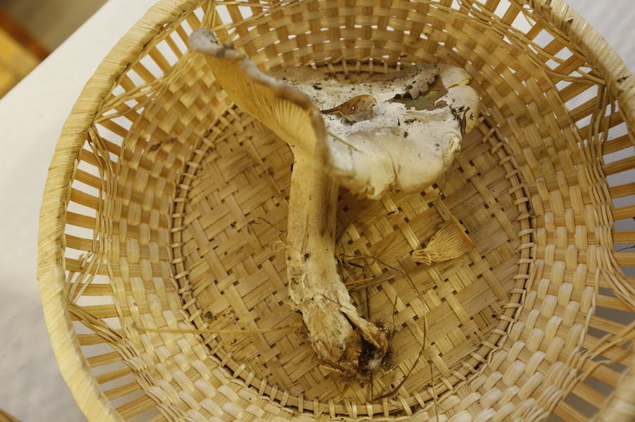 Es tiempo de setas en Asturias