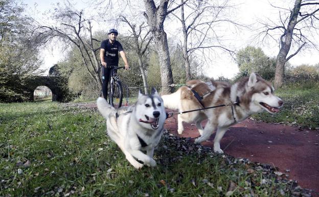 David Galguera con sus perros tirando de su bicicleta, una de las modalidades que engloba el denominado ‘mushing’.