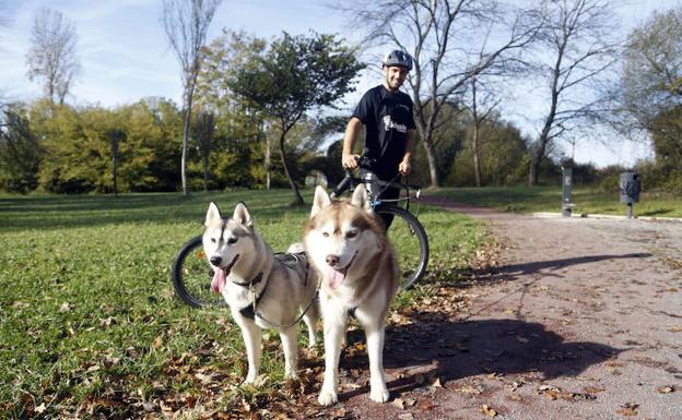 Iván Navia practica bikejoring con sus perros en La Fresneda. 