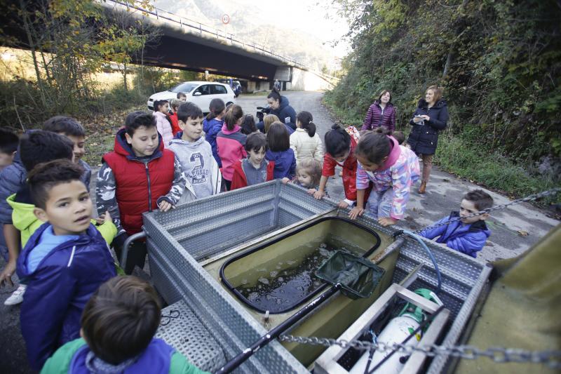 Escolares sueltan 5.000 alevines de trucha en el Nalón