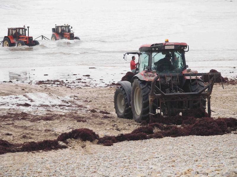Floja campaña de ocle en las playas de Llanes