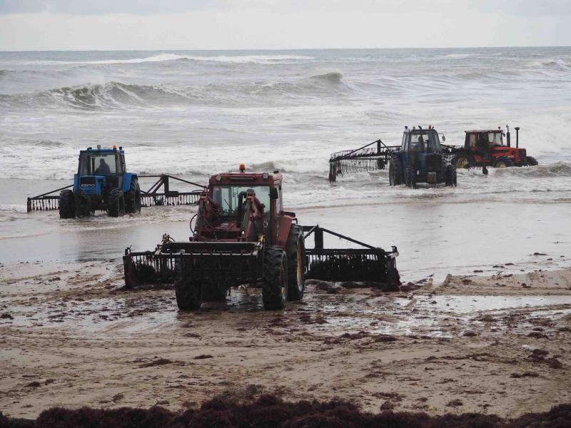 Floja campaña de ocle en las playas de Llanes