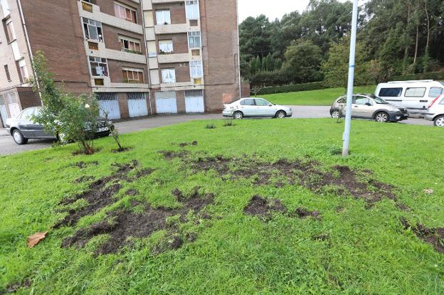 Terrenos horadados por el jabalí en Jardín de Cantos. 