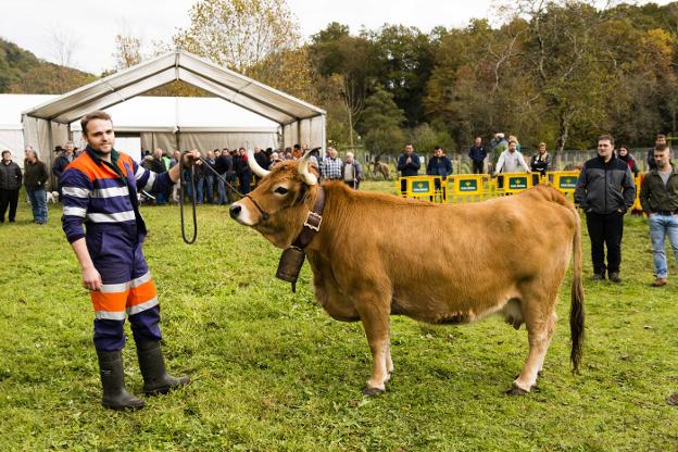 La vaca 'Lebaniega', propiedad de la lavianesa María Emilia Orviz, gran campeona en Corao. 