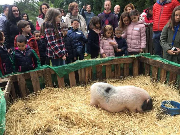 Los niños conocen a 'Pirata', uno de los cerdos de la granja. 