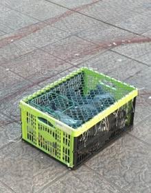 Imagen secundaria 2 - Denuncian los métodos para capturar palomas en la campaña de control de población del Ayuntamiento de Gijón