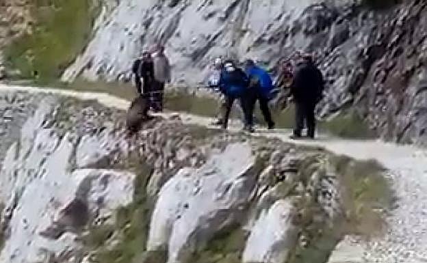 El Seprona «avanza» en la investigación sobre los excursionistas que despeñaron a un jabalí en el Cares