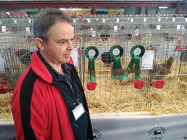 Claudio Fano y su gallina araucana, premiada por triplicado. 