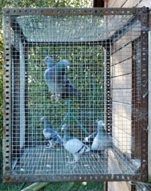 Imagen secundaria 2 - Palomas de altos vuelos