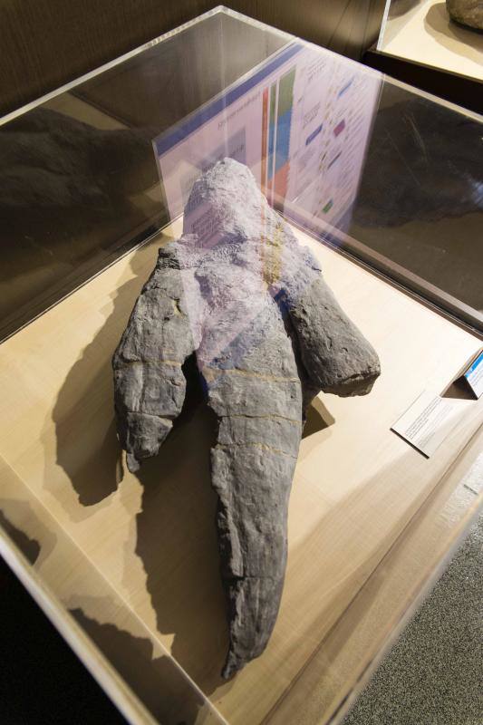 El MUJA amplía su colección